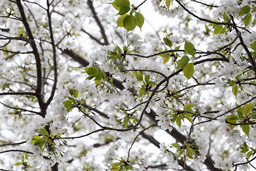 桜・サクラの花の高画質画像