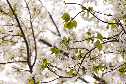 桜・サクラの花 2の高画質画像
