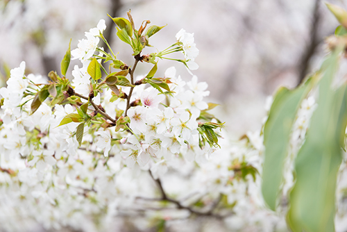 桜・サクラの花 3の高画質画像