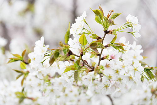 桜・サクラの花 4の高画質画像