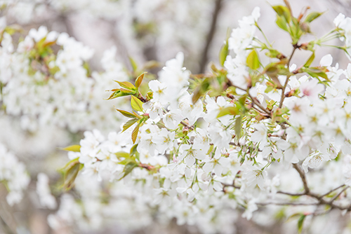 桜・サクラの花 5の高画質画像