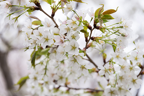 桜・サクラの花 6の高画質画像