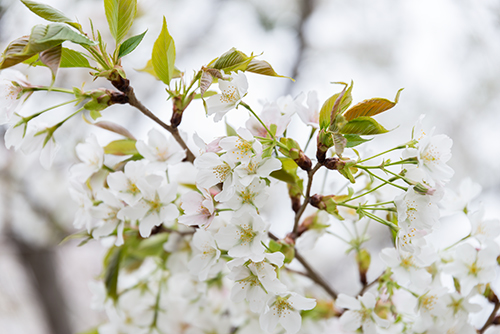 桜・サクラの花 8の高画質画像