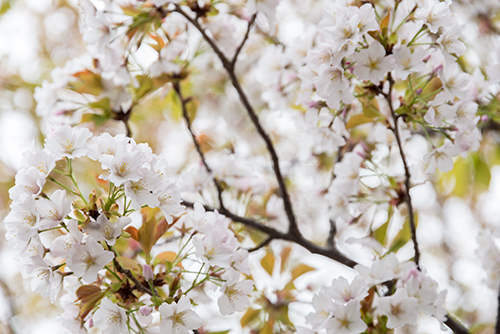 桜・サクラの花 12の高画質画像