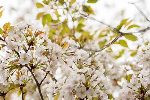 桜・サクラの花 13の高画質画像