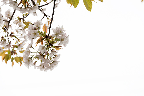 桜・サクラの花 17の高画質画像