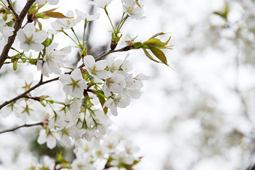 桜・サクラの花 18の高画質画像