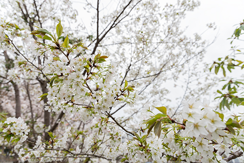 桜・サクラの花 19の高画質画像