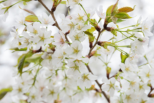 桜・サクラの花 20の高画質画像