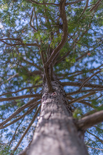 杉の木 3の高画質画像