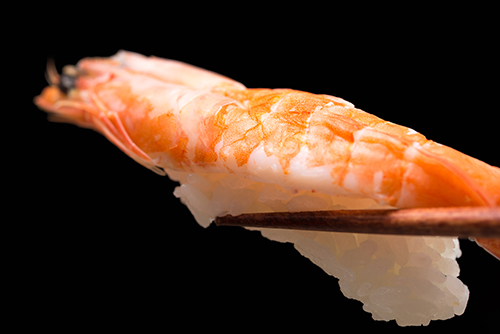 お寿司、海老の高画質画像