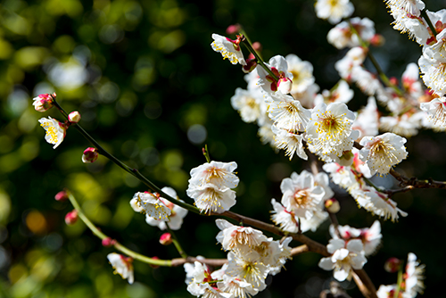 桜・サクラの花 28の高画質画像