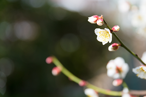 桜・サクラの花 29の高画質画像