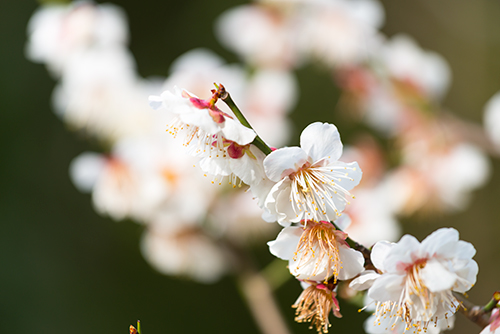 桜・サクラの花 30の高画質画像