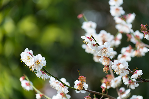 桜・サクラの花 31の高画質画像