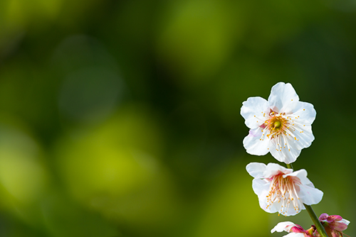 桜・サクラの花 32の高画質画像
