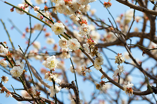 桜・サクラの花 34の高画質画像