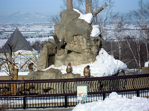 サル山、旭山動物園 1の高画質画像