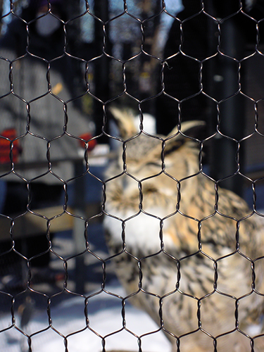 ワシミミズク、旭山動物園 1の高画質画像