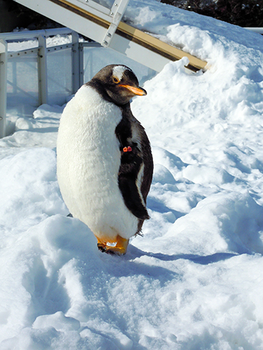 ペンギン、旭山動物園の高画質画像