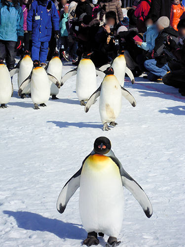ペンギンの散歩、旭山動物園 1の高画質画像