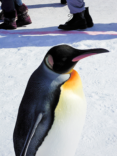ペンギンの散歩、旭山動物園 2の高画質画像