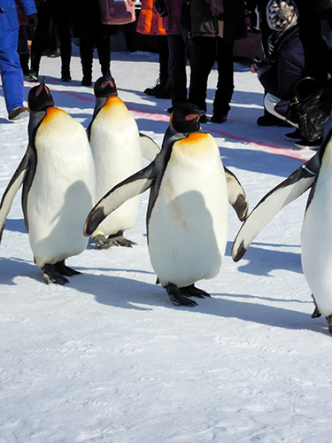 ペンギンの散歩、旭山動物園 3の高画質画像