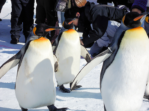 ペンギンの散歩、旭山動物園 4の高画質画像