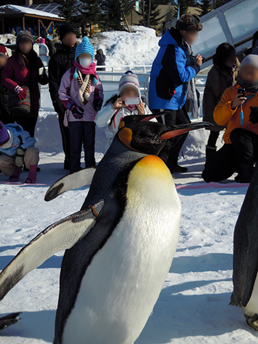 ペンギンの散歩、旭山動物園 5の高画質画像