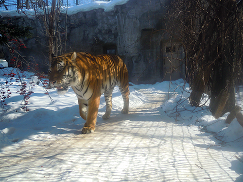 アムールトラ、旭山動物園の高画質画像