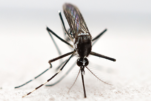 カ 蚊 1の高画質画像