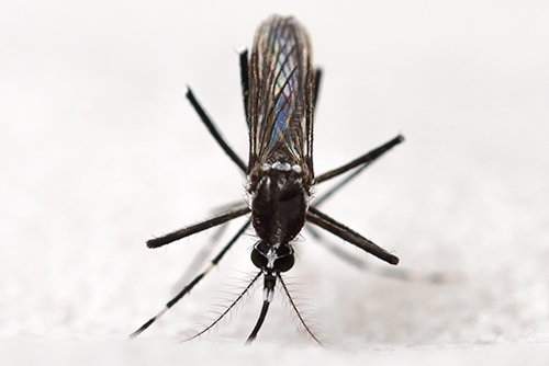 カ 蚊 2の高画質画像