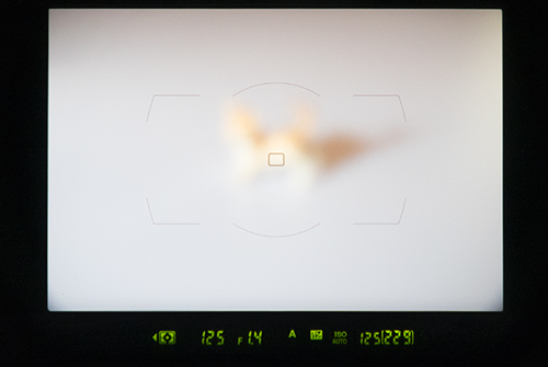 一眼レフの光学ファインダー内の高画質画像