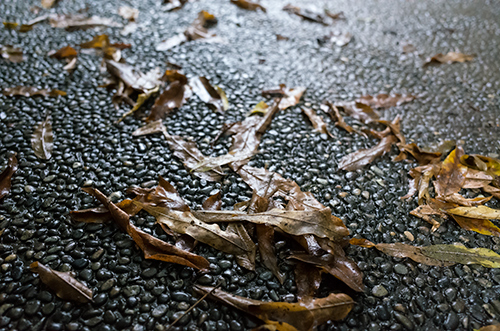 雨の日の落ち葉 1の高画質画像