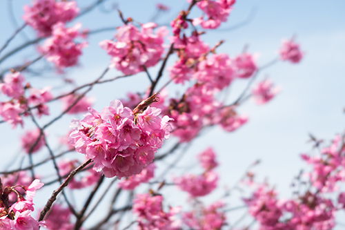 桜の花 4の高画質画像
