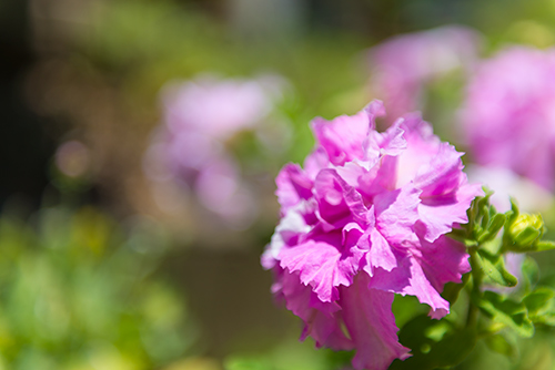 お庭の紫の花の高画質画像