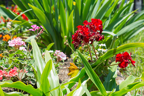 お庭の赤色の花の高画質画像