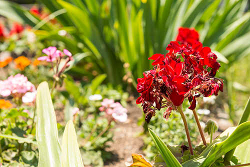 お庭の赤色の花 1の高画質画像