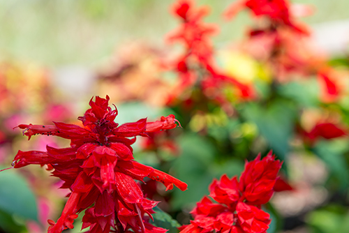 お庭の赤色の花 2の高画質画像