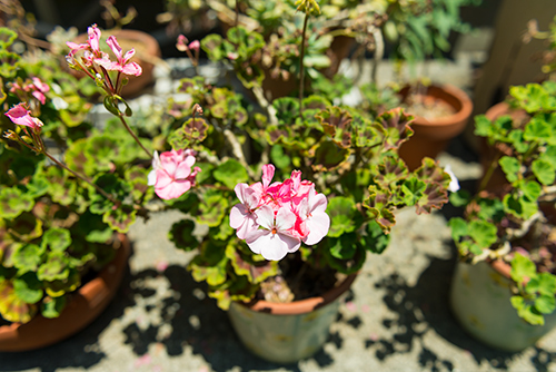 お庭の白とピンク色の花 1の高画質画像