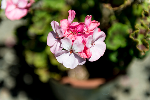 お庭の白とピンク色の花 2の高画質画像
