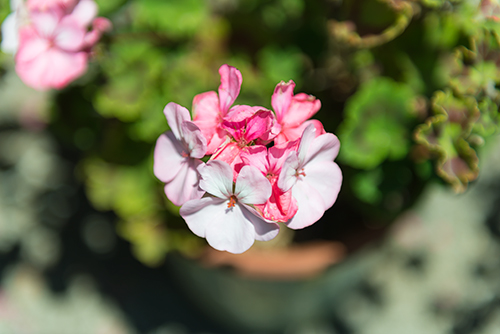 お庭の白とピンク色の花 3の高画質画像