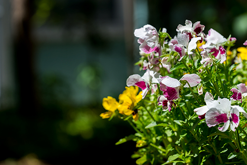 お庭の白とピンク色の花 5の高画質画像