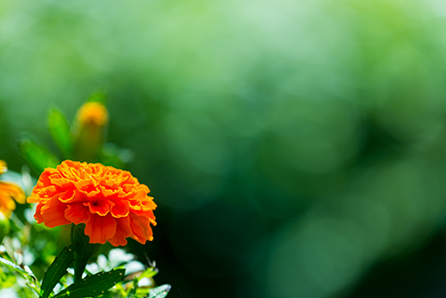 オレンジ色の花 フォトスク 無料のフリー高画質写真素材画像