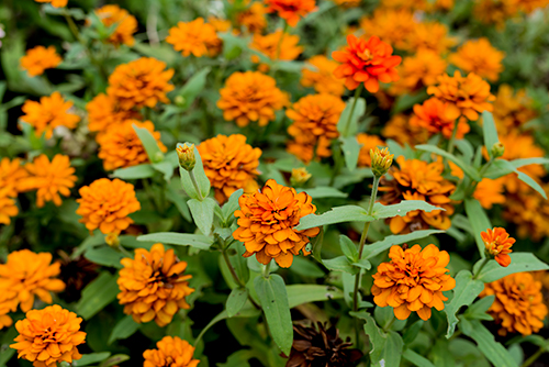 オレンジ色の花 1の高画質画像