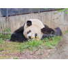 シンシン・リーリー、上野動物園のパンダ 1