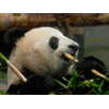 シンシン・リーリー、上野動物園のパンダ 5