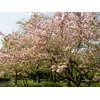 神代植物公園の桜 1