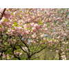 神代植物公園の桜 2