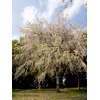神代植物公園の桜 3